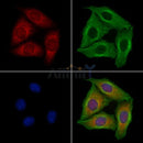 CD22 Antibody -AF6970