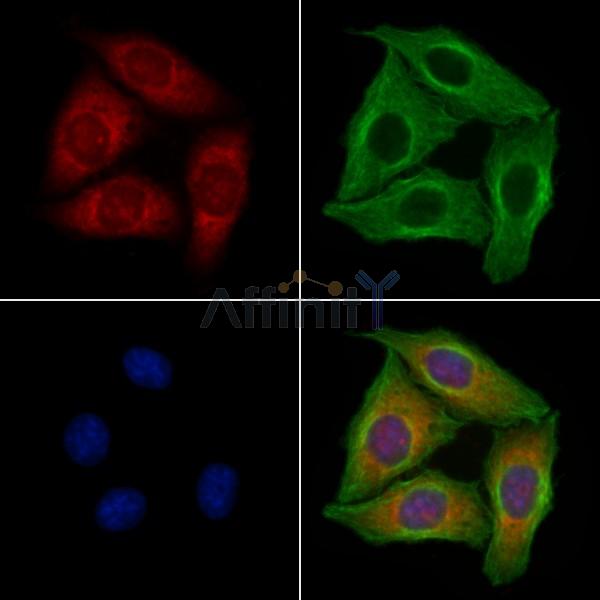 CD22 Antibody -AF6970