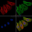 Claudin 6 Antibody -AF6972