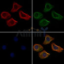TUBB3 Antibody