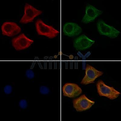 TUBB3 Antibody