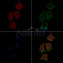 TUBB3 Antibody