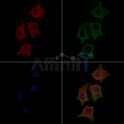 TUBB3 Antibody
