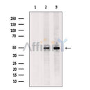 TUBB3 Antibody