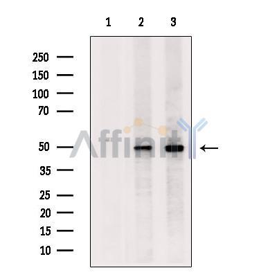 TUBB3 Antibody