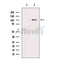 AF7017 staining U-2 OS cells by IF/ICC. The sample were fixed with PFA and permeabilized in 0.1% Triton X-100,then blocked in 10% serum for 45 minutes at 25¡ãC. The primary antibody was diluted at 1/200 and incubated with the sample for 1 hour at 37¡ãC. An  Alexa Fluor 594 conjugated goat anti-rabbit IgG (H+L) antibody(Cat.