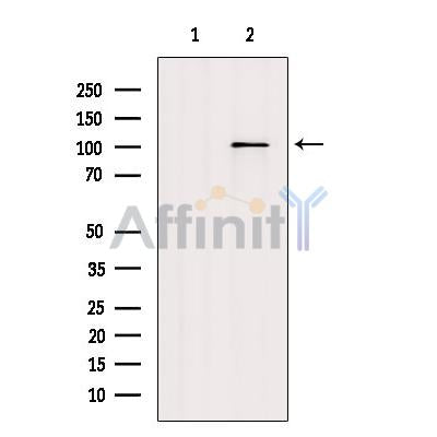 AF7017 staining U-2 OS cells by IF/ICC. The sample were fixed with PFA and permeabilized in 0.1% Triton X-100,then blocked in 10% serum for 45 minutes at 25¡ãC. The primary antibody was diluted at 1/200 and incubated with the sample for 1 hour at 37¡ãC. An  Alexa Fluor 594 conjugated goat anti-rabbit IgG (H+L) antibody(Cat.