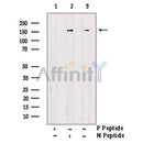 Phospho-FANCA (Ser1449) Antibody