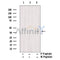 Phospho-Adrenergic Receptor beta2 (Thr68) Antibody