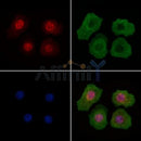 Phospho-IRF3 (Ser396) Antibody -AF7456