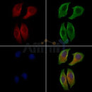 PSD95 Antibody