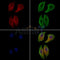 PSD95 Antibody
