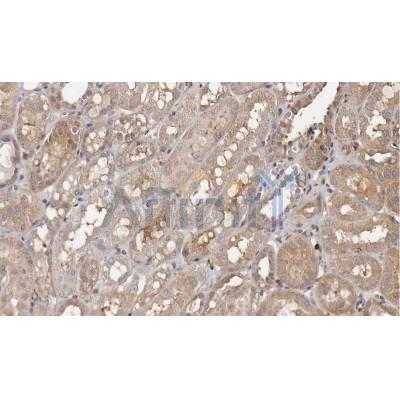 GSK3A/B Antibody [AFfirm036] -BF8003