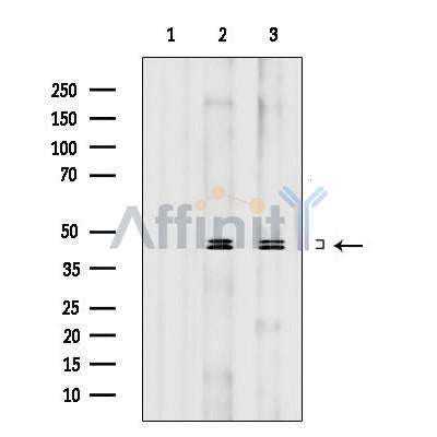p44/42 MAPK (Erk1/2) Mouse monoclonal Antibody -BF8004