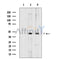 p44/42 MAPK (Erk1/2) Mouse monoclonal Antibody -BF8004