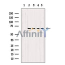 p65 Mouse Monoclonal Antibody [AFfirm05] -BF8005