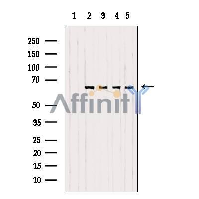 p65 Mouse Monoclonal Antibody [AFfirm05] -BF8005