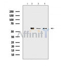 Vimentin mouse monoclonal Antibody [AFfirm079] -BF8006