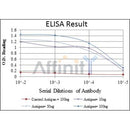 PRKAA1 Antibody -BF9215