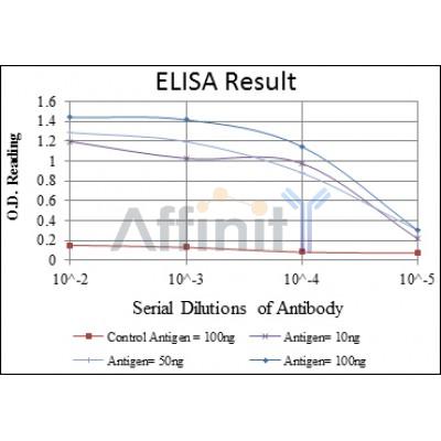 PRKAA1 Antibody -BF9215