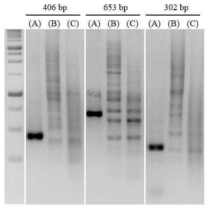 nanoTaq Hot-Start DNA polymerase - 100 reactions DP001-0100