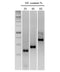 nanoTaq Hot-Start DNA polymerase - 100 reactions DP001-0100