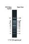 GD 100bp DNA ladder RTU - 500ul DM001-R500