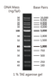 GD 1K Plus DNA ladder RTU - 500ul DM015-R500