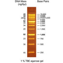 Bio-Helix OmniMark 1K (BH OneMARK B Plus) DNA Ladder RTU（100-10,000 bps) DMF13-0100 / DM115-0100