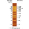 Bio-Helix OmniMark 1K (BH OneMARK B Plus) DNA Ladder RTU（100-10,000 bps) DMF13-0100 / DM115-0100
