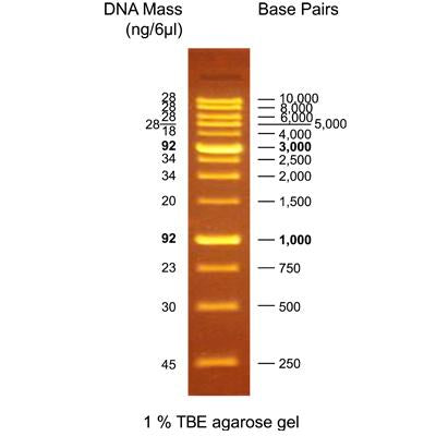 Bio-Helix OmniMark 1K (BH OneMARK B Plus) DNA Ladder RTU（100-10,000 bps) DMF13-0100 / DM115-0100
