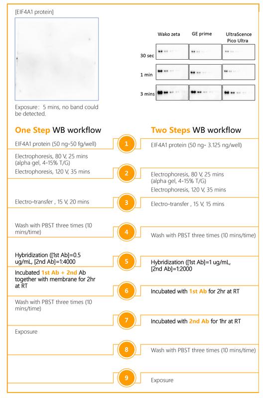 OneStep Blocker, Western Blocking solution and Signal Enhancer - 500ml