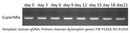 2X PCR Supermix 100 reactions MB200-P100