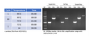 2X PCR Supermix 100 reactions MB200-P100