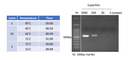 2X PCR Supermix 100 reactions MB200-P100