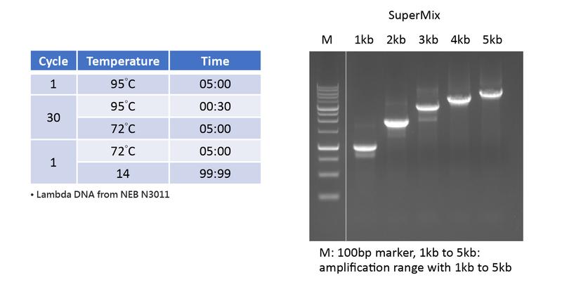 2X PCR Supermix 100 reactions MB200-P100
