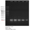 Novel Juice (DNA staining reagent) - 1ml LD001-1000