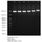 Novel Juice (DNA staining reagent) - 1ml LD001-1000