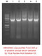 Virus Nucleic Acid Isolation kit - 100 reactions