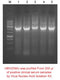 Virus Nucleic Acid Isolation kit - 100 reactions