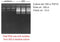 Total RNA Isolation kit - 100 reactions