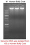 Mbead Buffy Coat Genomic DNA Kit - 100 reactions PDM01-0100