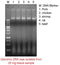 Mbead Tissue Genomic DNA Kit - 100 reactions PDM02-0100