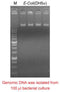 Mbead Bacteria Genomic DNA Kit - 100 reactions PDM03-0100