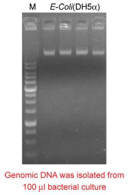 Mbead Bacteria Genomic DNA Kit - 100 reactions PDM03-0100
