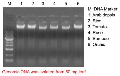 Mbead Plant Genomic DNA Kit - 100 reactions PDM05-0100