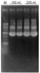 Plasmid maxiPREP kit - 10 reactions