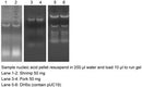 Genomic DNA Isolation Reagent - 100 reactions PDR01-0100