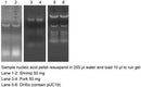 Genomic DNA Isolation Reagent - 100 reactions PDR01-0100