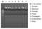 Plant Genomic DNA Isolation Reagent - 100 reactions